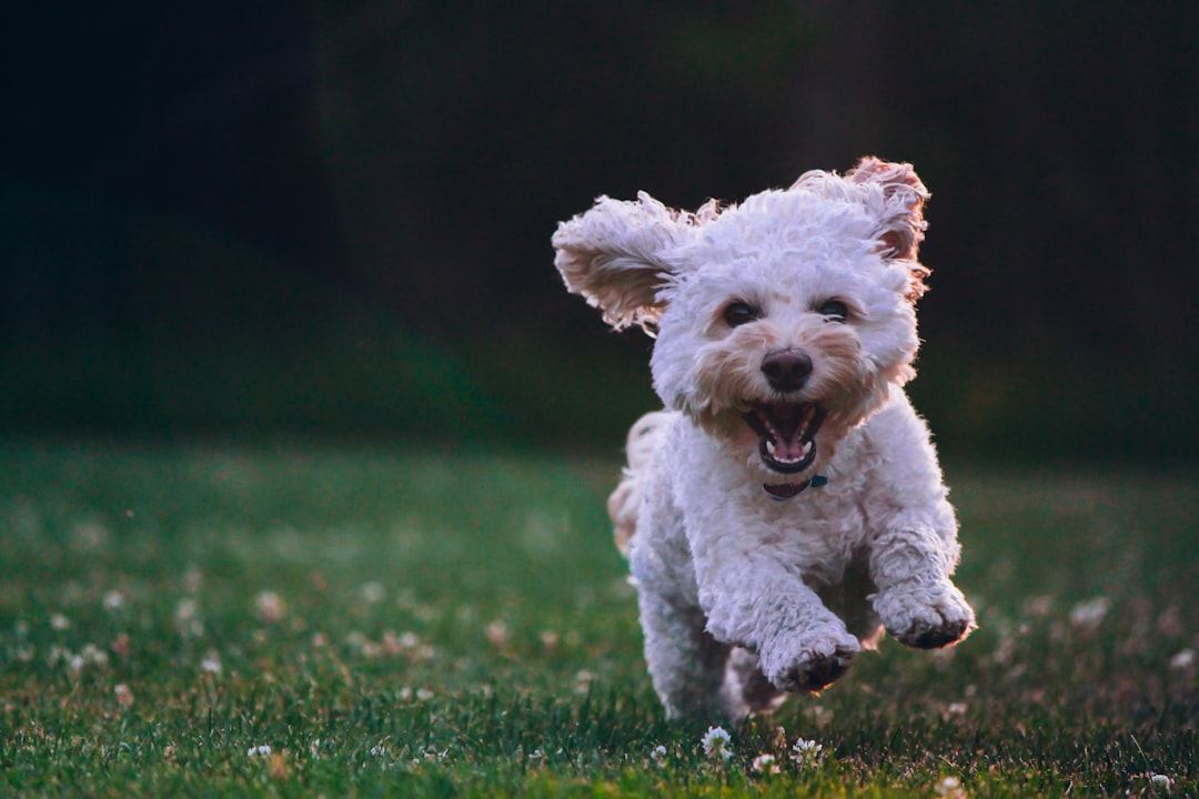 Photo Dog pulling